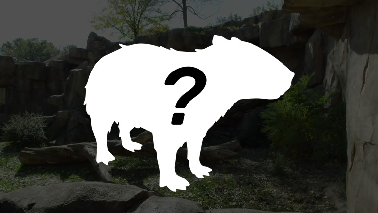 Unknown animal in a darkened habitat