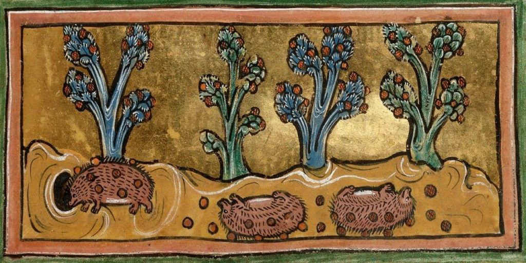 medieval hedgehogs